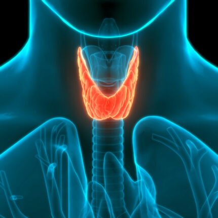 Thyroid Accent Vitality